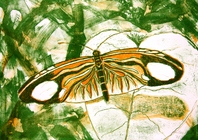 Schmetterling  lithografie 2004  30x42cm