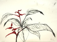 Pflanze  lithografie 2006  30x40cm